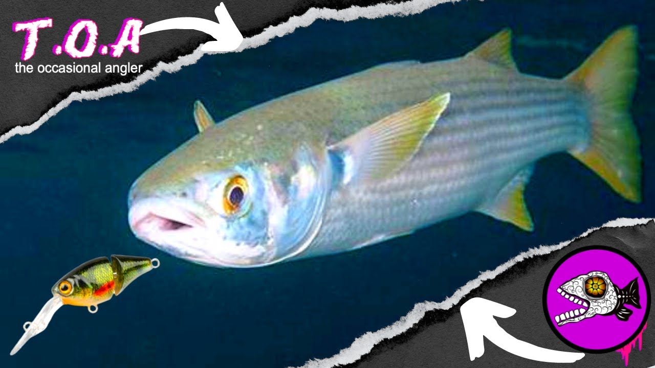 MULLET LURE FISHING - micro jig