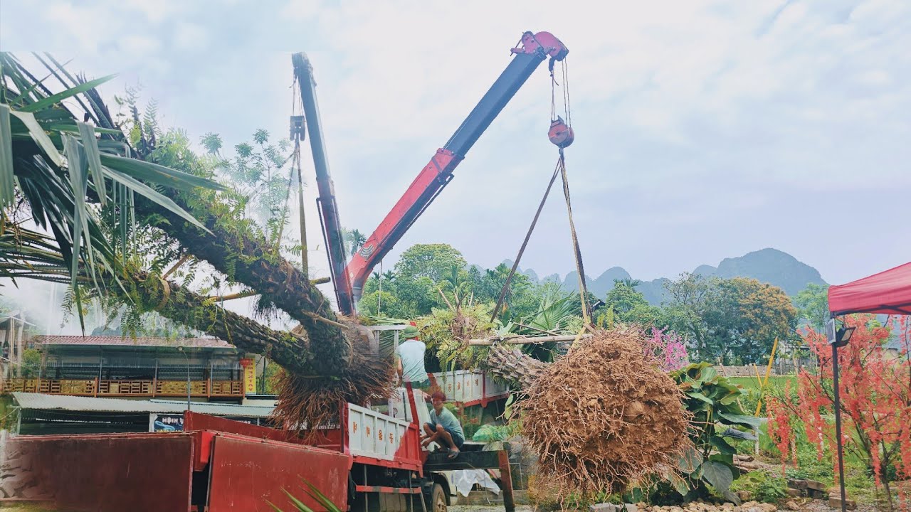 Genius uses crane to dig giant tree