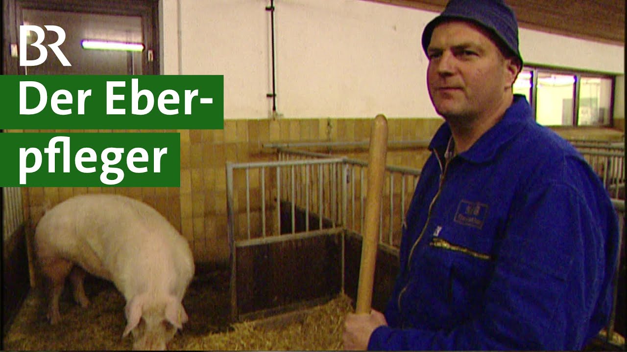 Arbeitsplatz Schweinestall: Eber pflegen f&uuml;r die Schweinezucht | Schweine Doku | Unser Land | BR