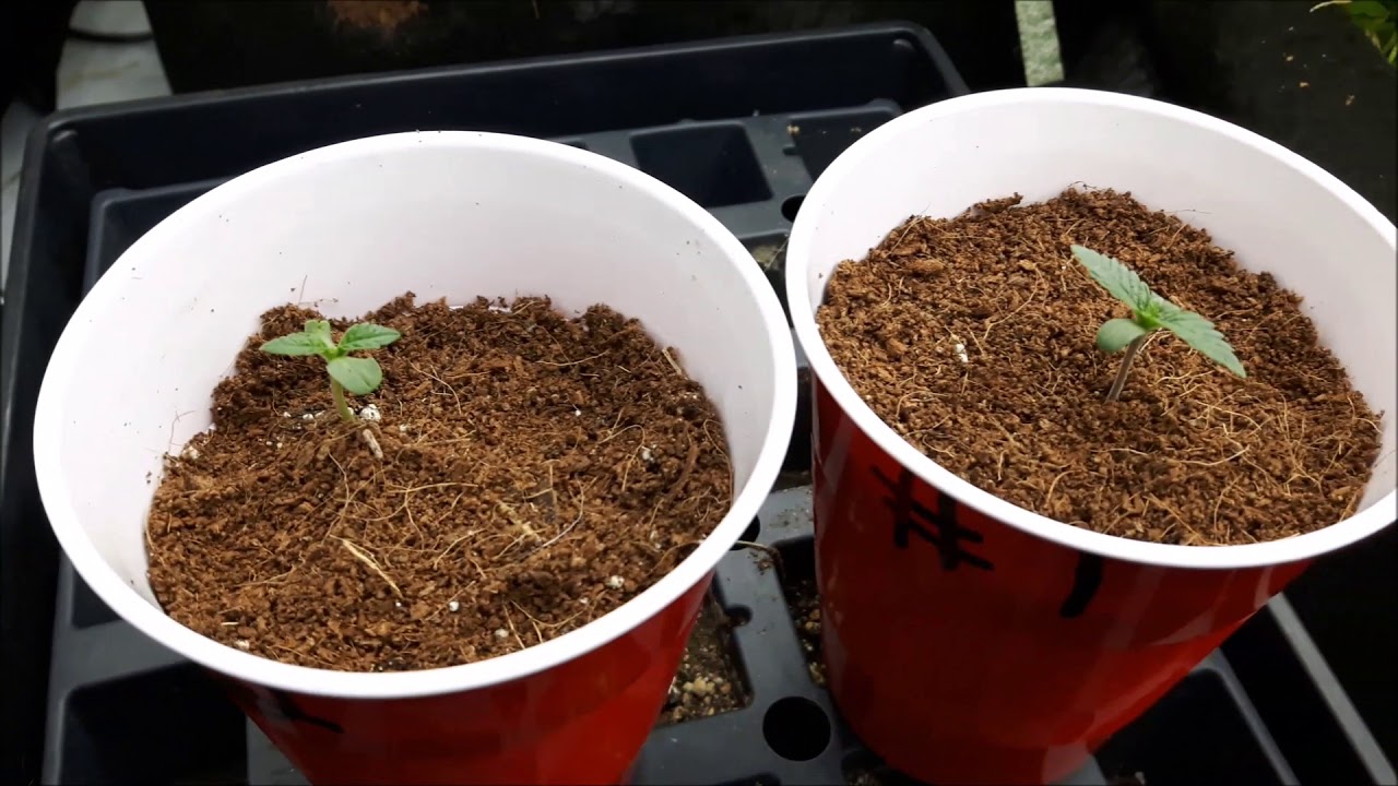 Purple Afgan Kush Transplant Bangi Haze Update