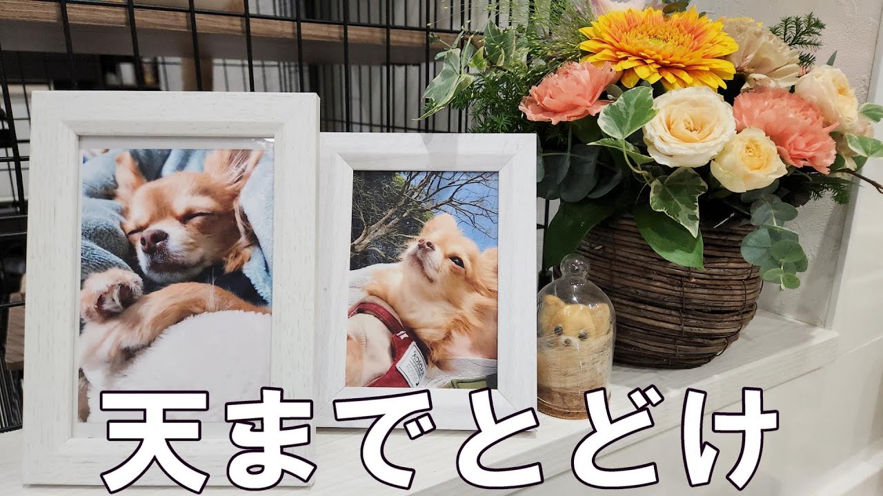 うりへ　何故こんなことになってしまったのか&hellip;【一周忌】ビデオレター