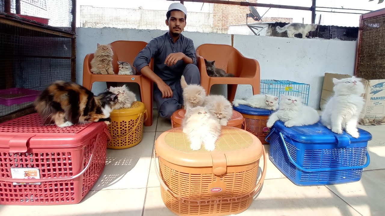 cat farm in india || persian cat || cattery