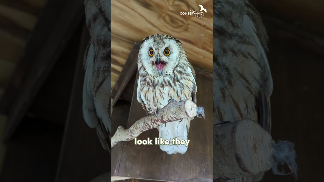Long-eared Owls don't actually have 'long ears'!