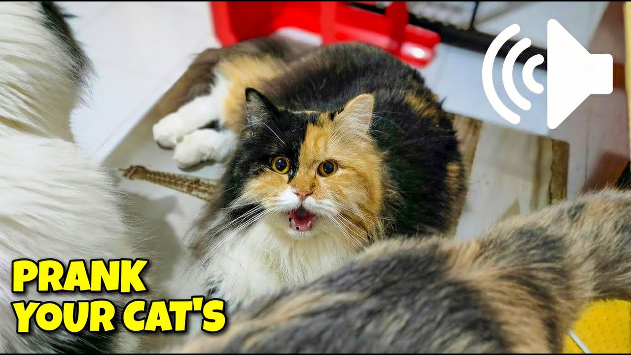 My Cat Is in Heat – Use This Video to Prank Your Cat’s