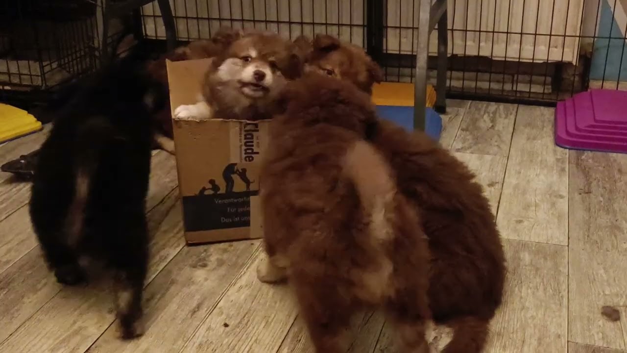 Finnische Lapphunde of Northern Lights F-Wurf 8 Wochen