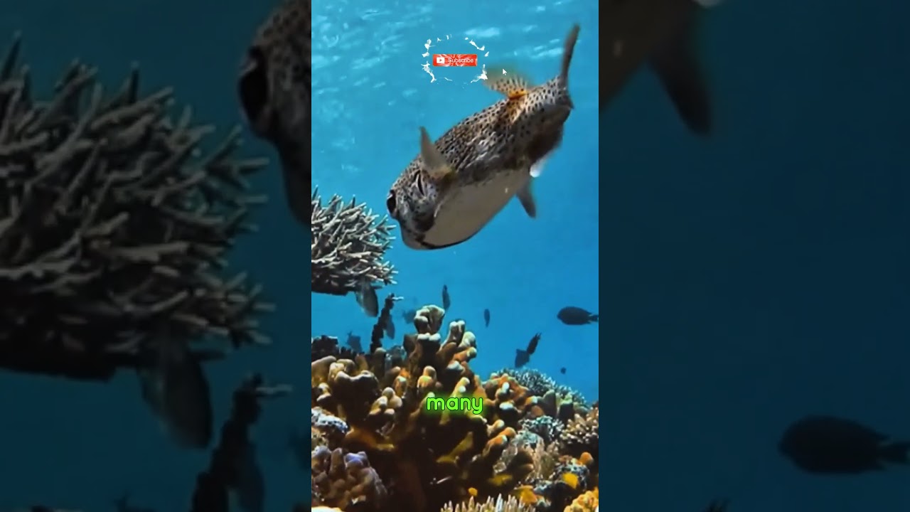 Puff Up: The Incredible Puffer Fish 🐟 