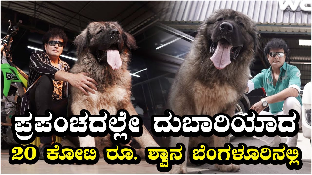 ಪ್ರಪಂಚದಲ್ಲೇ ದುಬಾರಿಯಾದ 20 ಕೋಟಿ ರೂ. ಶ್ವಾನ ಬೆಂಗಳೂರಿನಲ್ಲಿ | Caucasian Shepherd | Vijay Karnataka