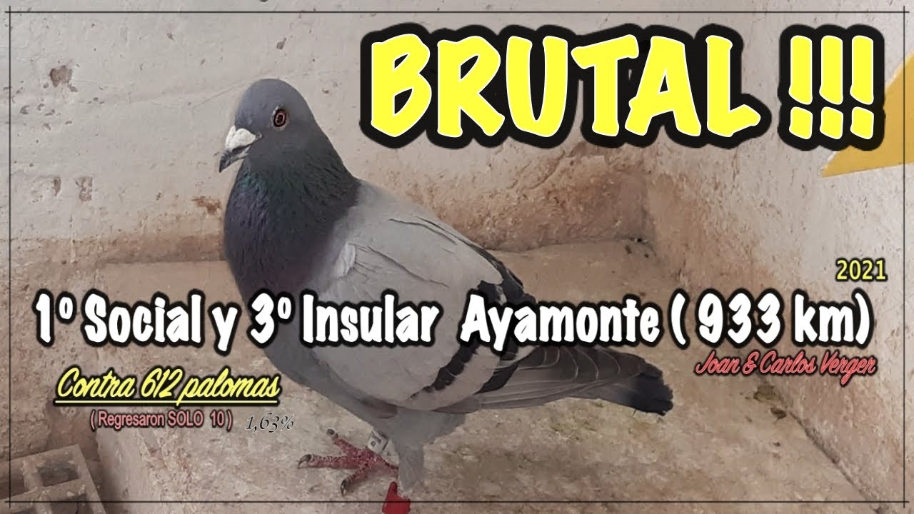 Palomas mensajeras & COLOMBOFILIA. 🔥 BRUTAL.😊  MUY muy contento 💪.