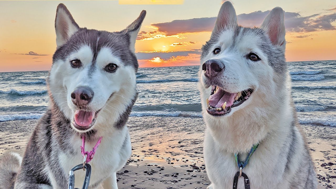 Taking the Huskies Camping!