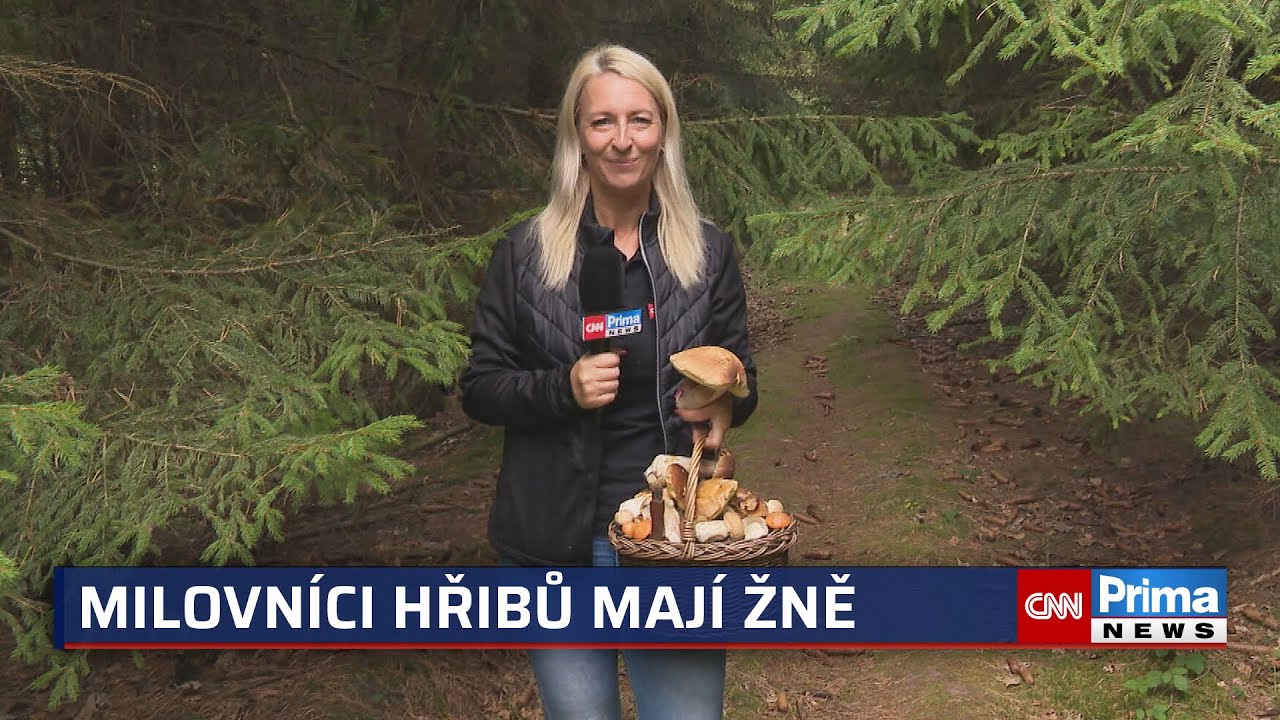 Milovníci hřibů mají žně. Reportérka se pochlubila plným košem hub, expert radí nejlepší místa