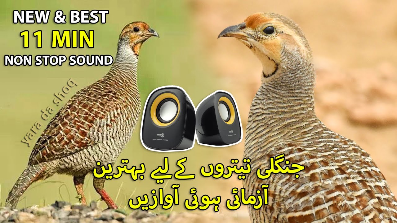 New and Best Teetar Shikar ki Awaz | Latest Sound for Jungle Partridge | Female Francolin Sound