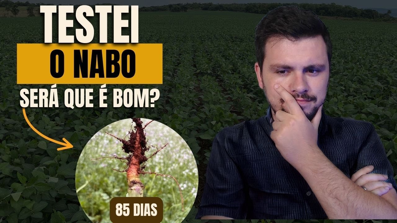 Eu testei o que me Disseram do NABO FORRAGEIRO