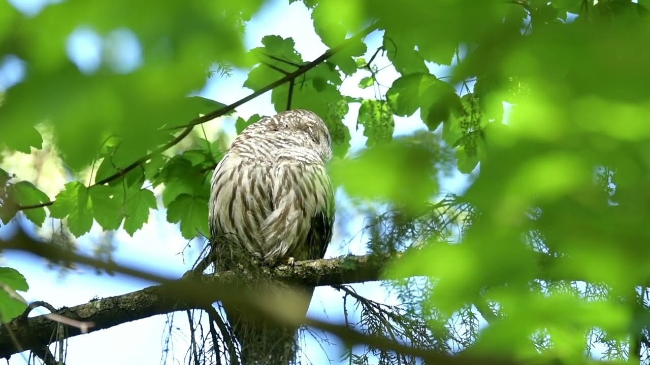 アメリカフクロウの毛繕い