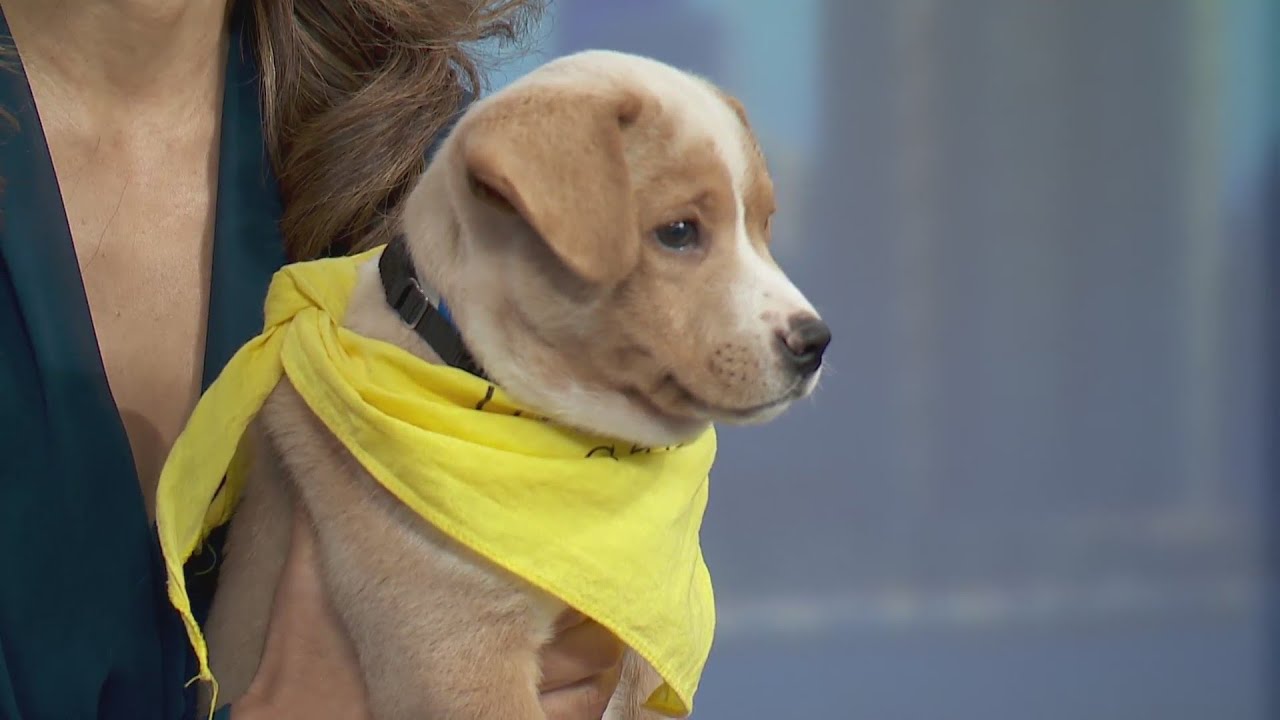Paws Chicago of the week: Meet Riso!
