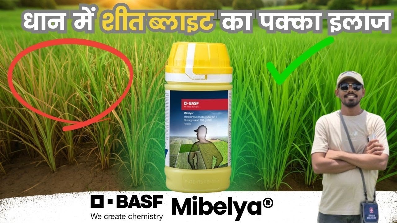 New BASF Fungicide | New Mibelya by BASF | शीत ब्लाइट का खात्मा | New Launched | Digital Kisan
