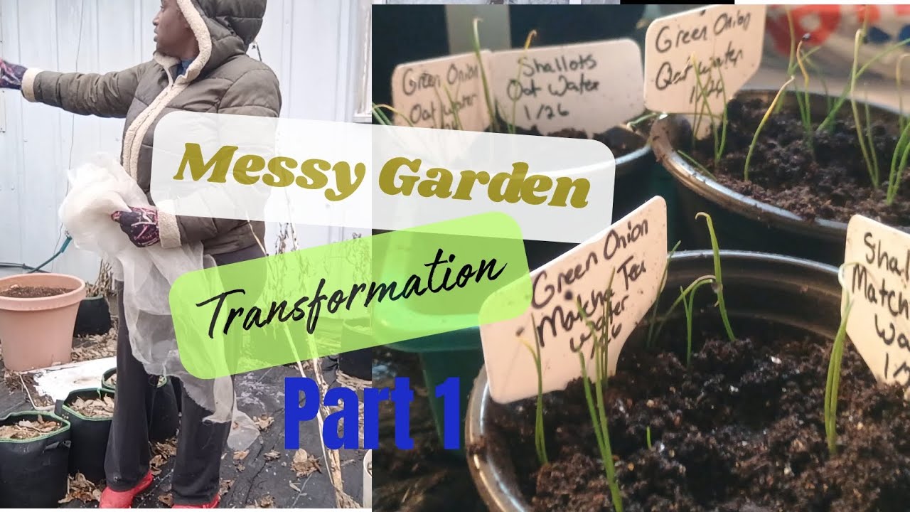 Garden Cleanup+Uppotting 🌱+ Oatwater Matcha Tea Fertilizer 
