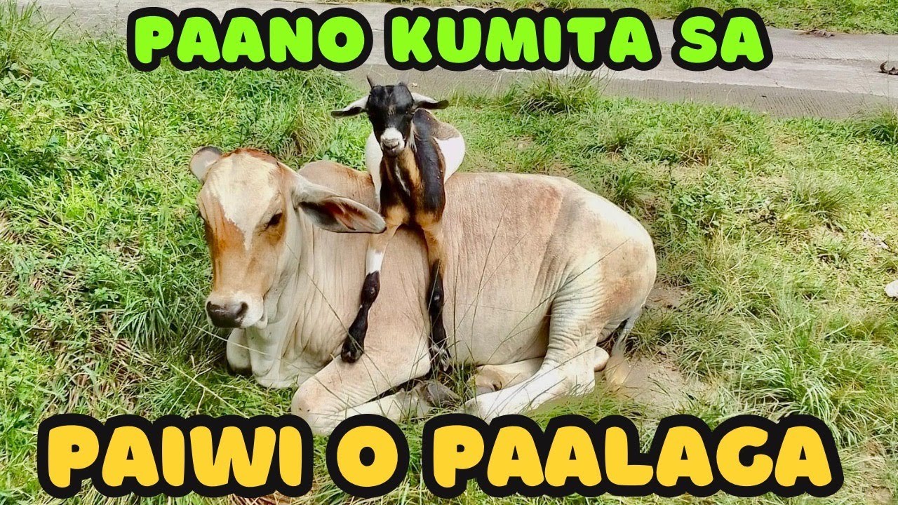 Paano Kumita Sa Paiwi o Paalaga ng Baka?
