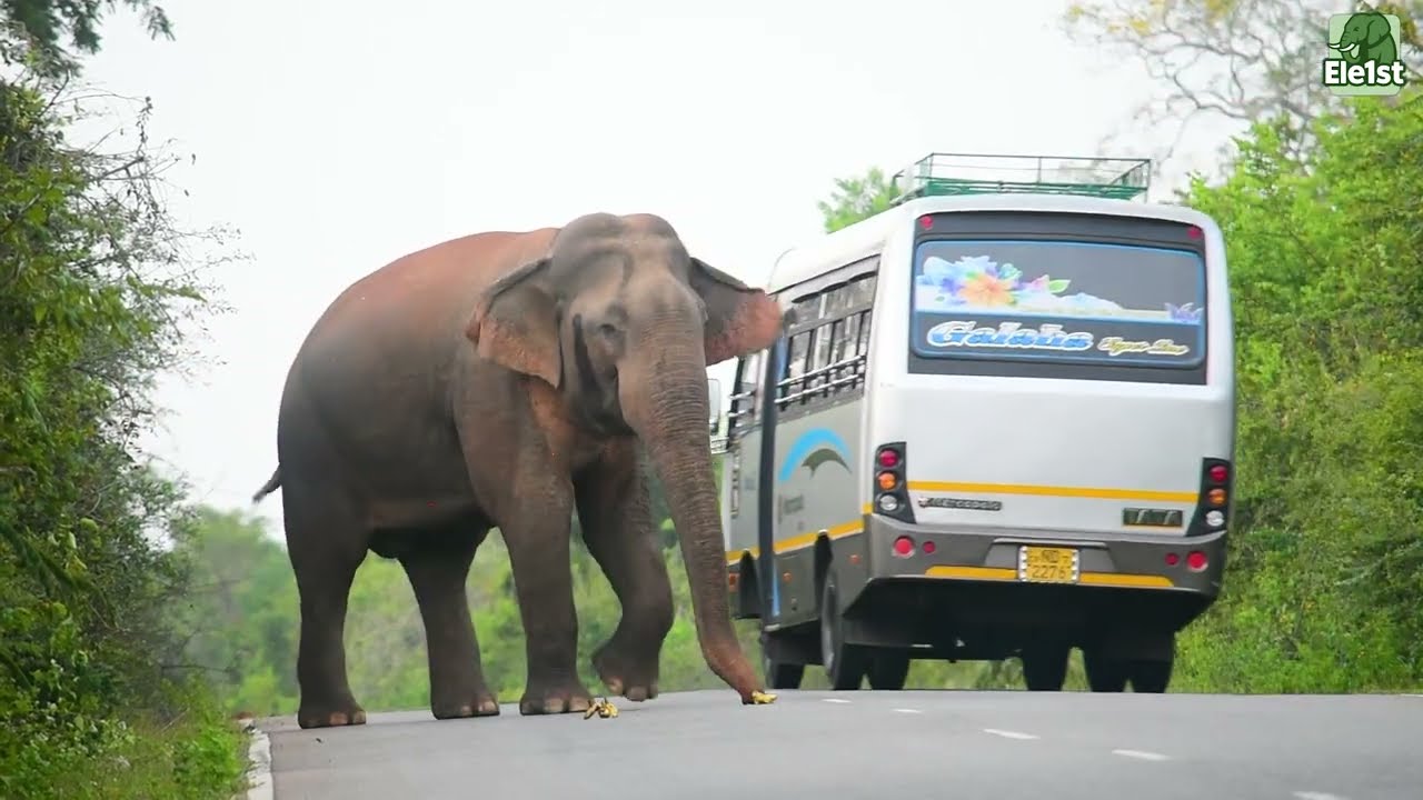 When you’re just a guest in their territory. 🌳#elephant #elephantattack #srilankanelephant