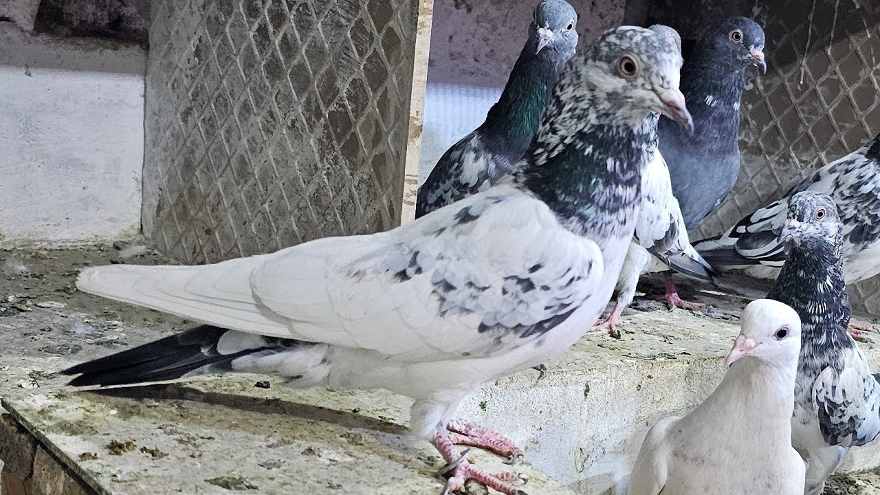 ❤️🕊🕊KGN pigeon loft Gautam  is live🕊🕊❤️