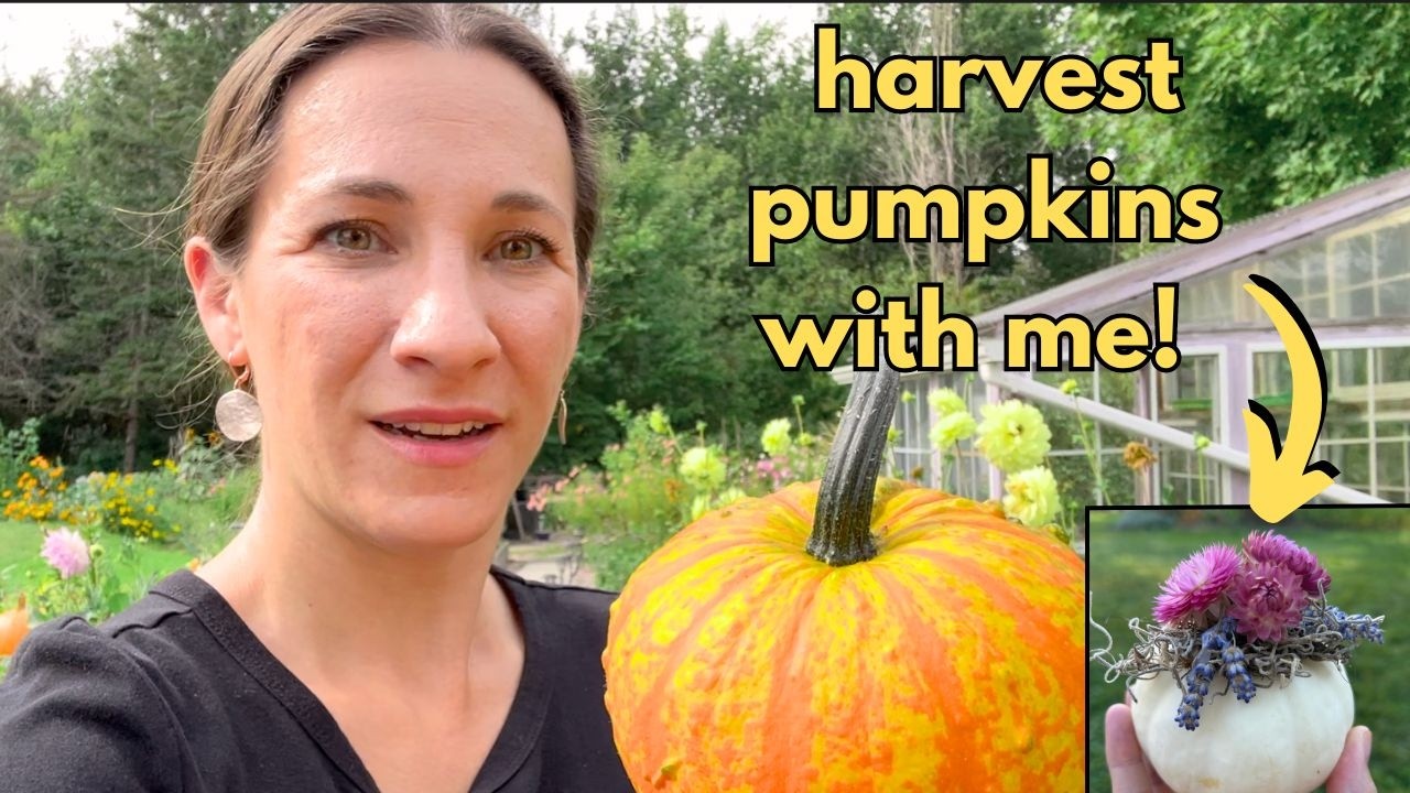 harvesting pumpkins... for CRAFTS??
