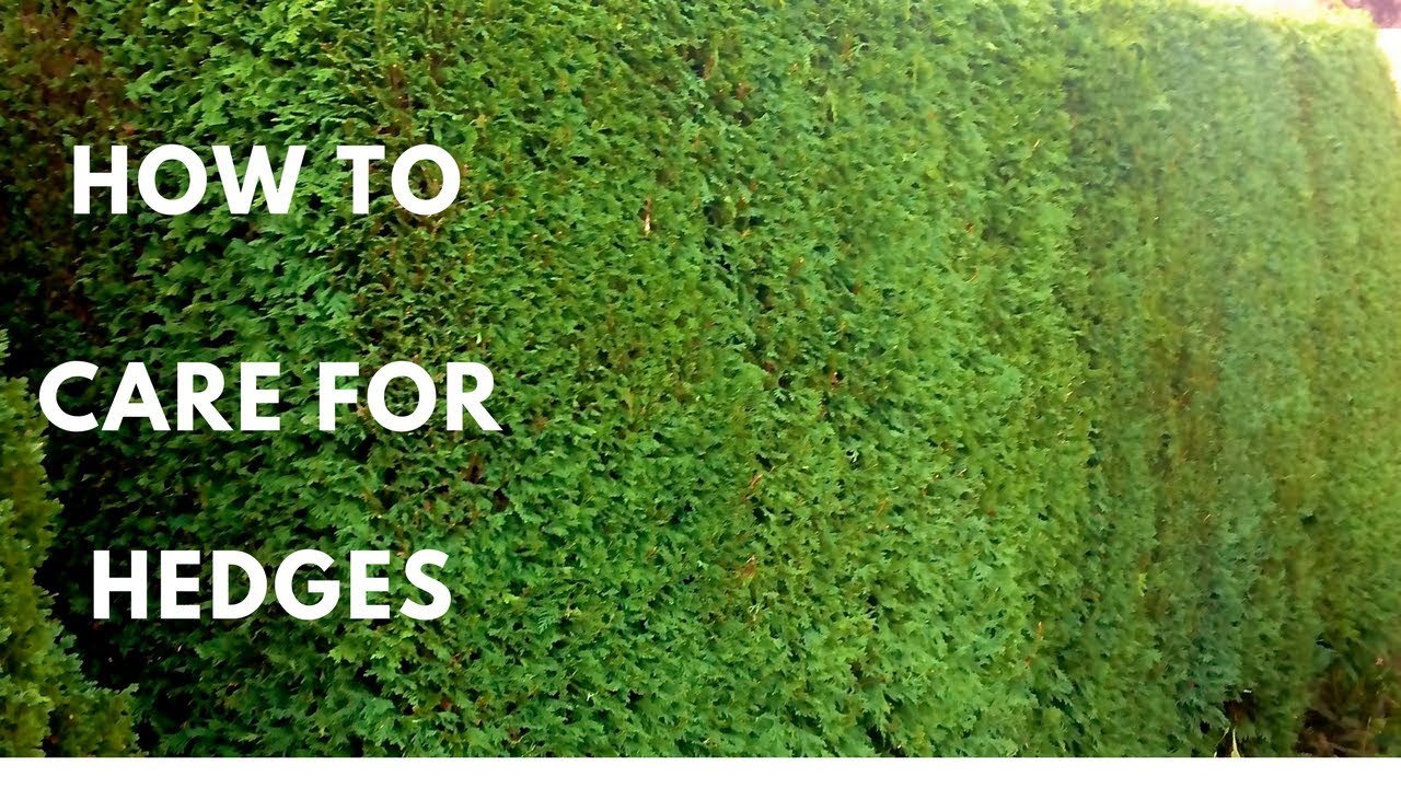 How To Care For Hedges
