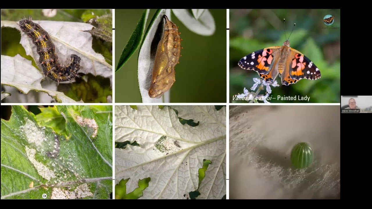 From Crawl to Flight: The Fascinating Journey of Rearing Butterflies and Moths