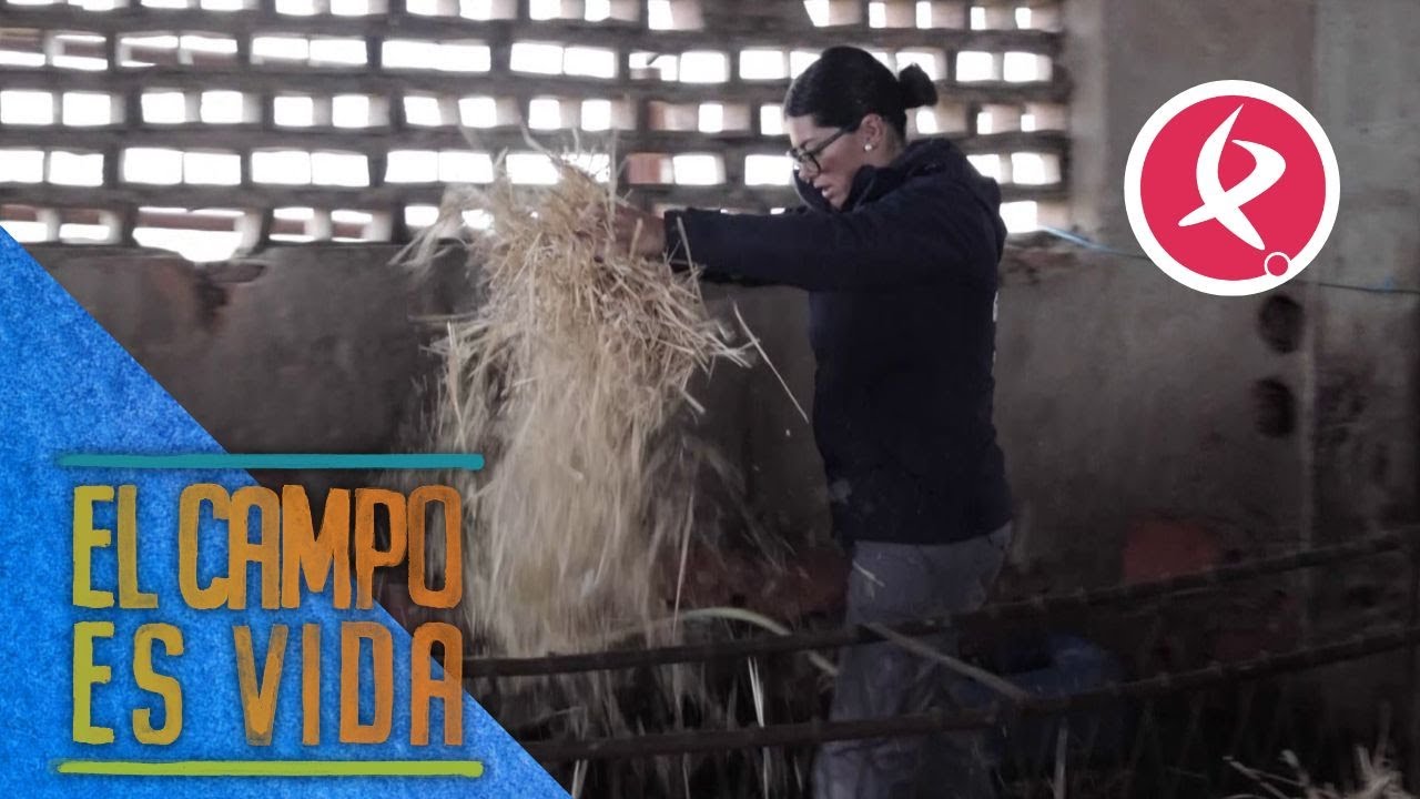Los borregos de Isabel y Lidia duermen en un buen colchón | El campo es vida