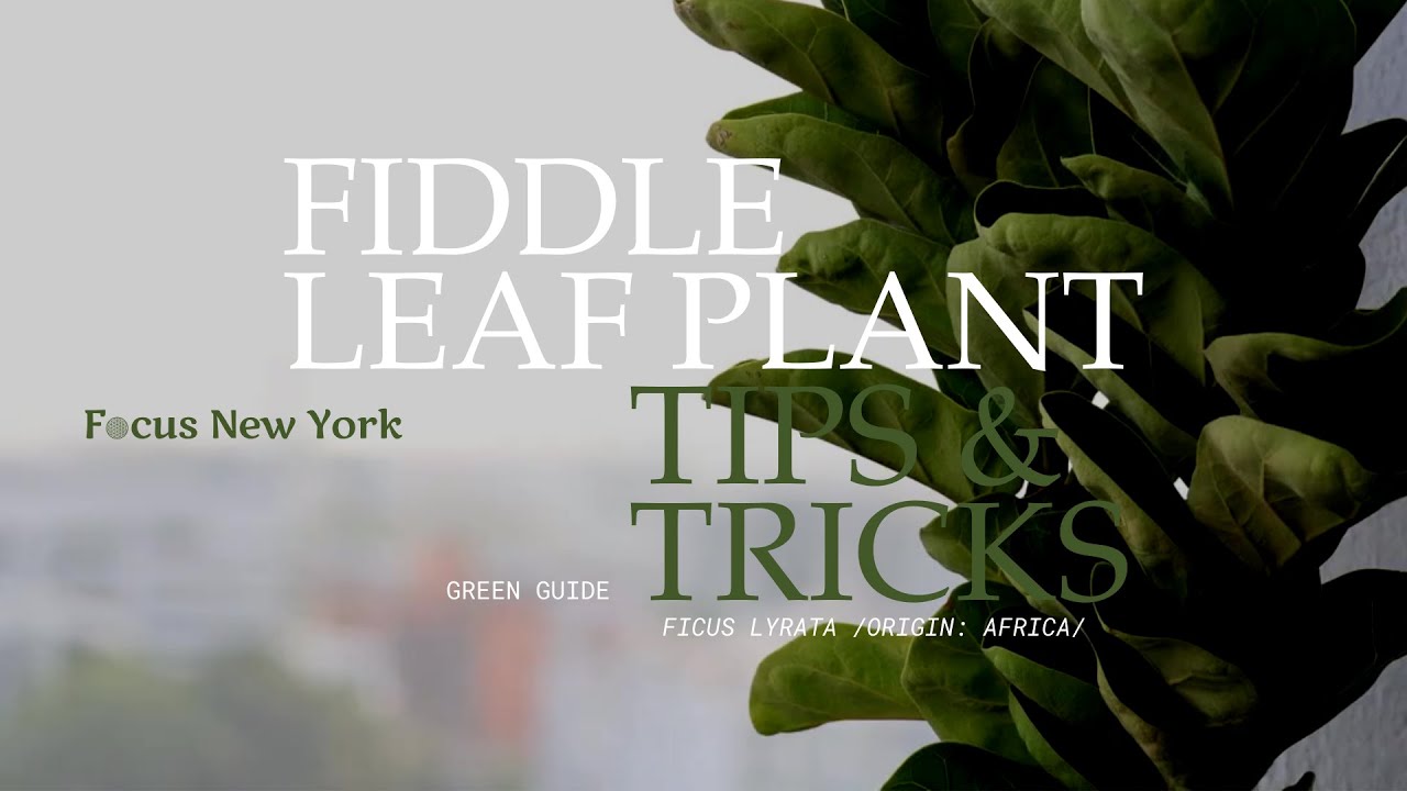 Fiddle Leaf Plant Tips and Tricks by Focus New York