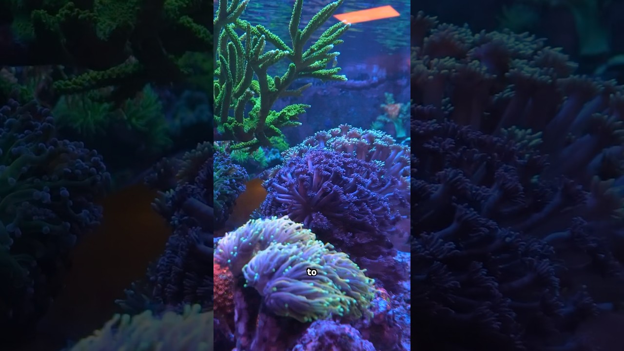 Reef Code A & B keep calcium and alkalinity in sync, so your corals can thrive. #reeftank