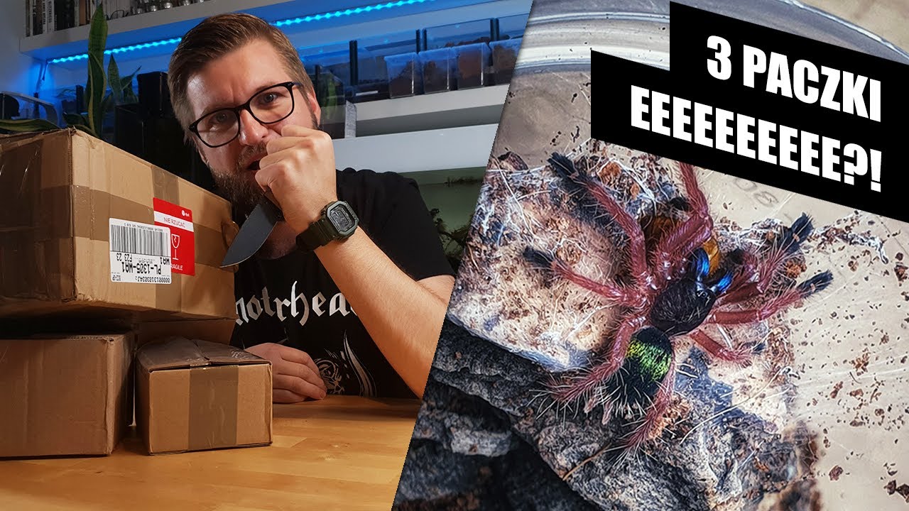 #22 Unboxing: 3 paczki z ptasznikami | gratisy bardzo niespodziewane