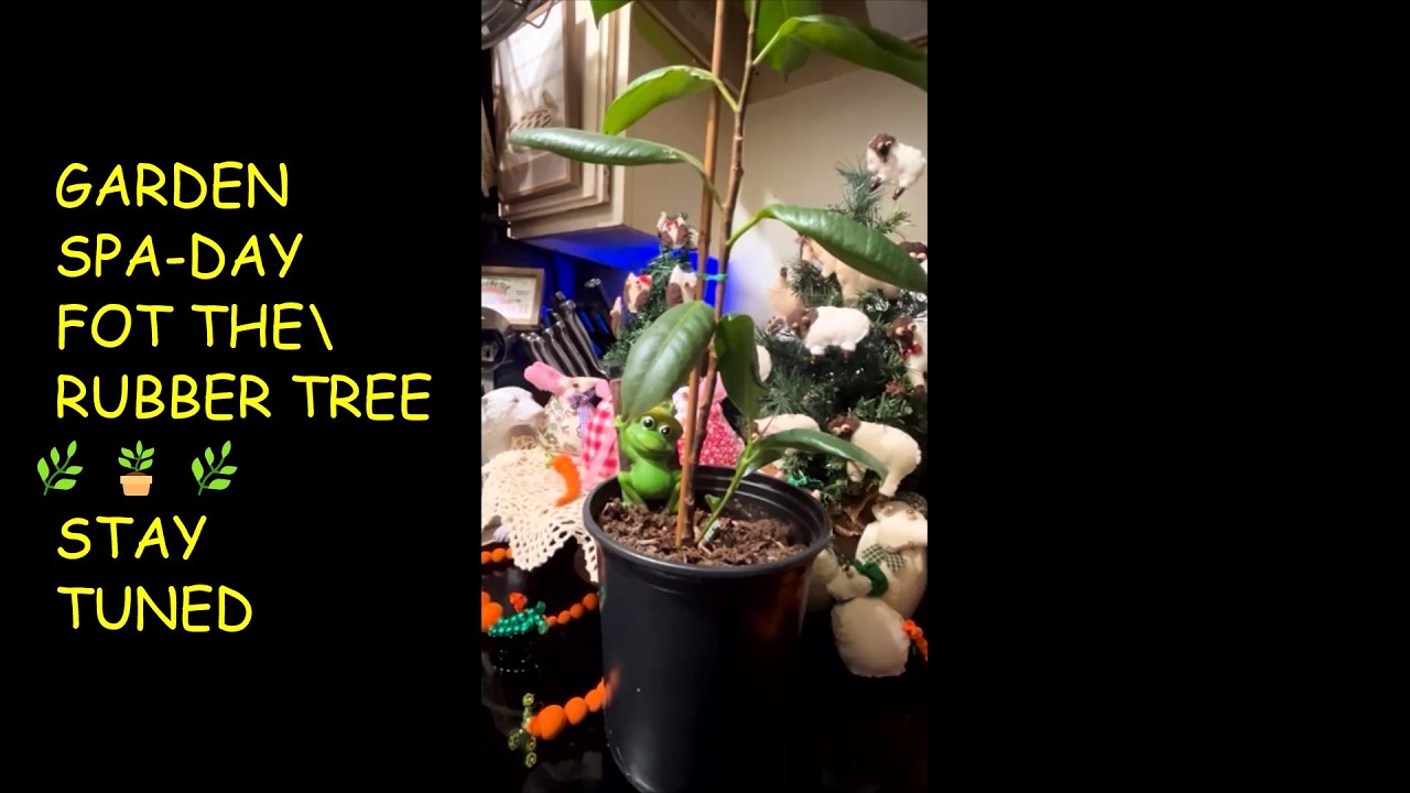 RUBBER TREE PLANT NEEDS ATTENTION🌿THIS IS A GREAT WAY TO REVIVE IT #GARDENSPADAY