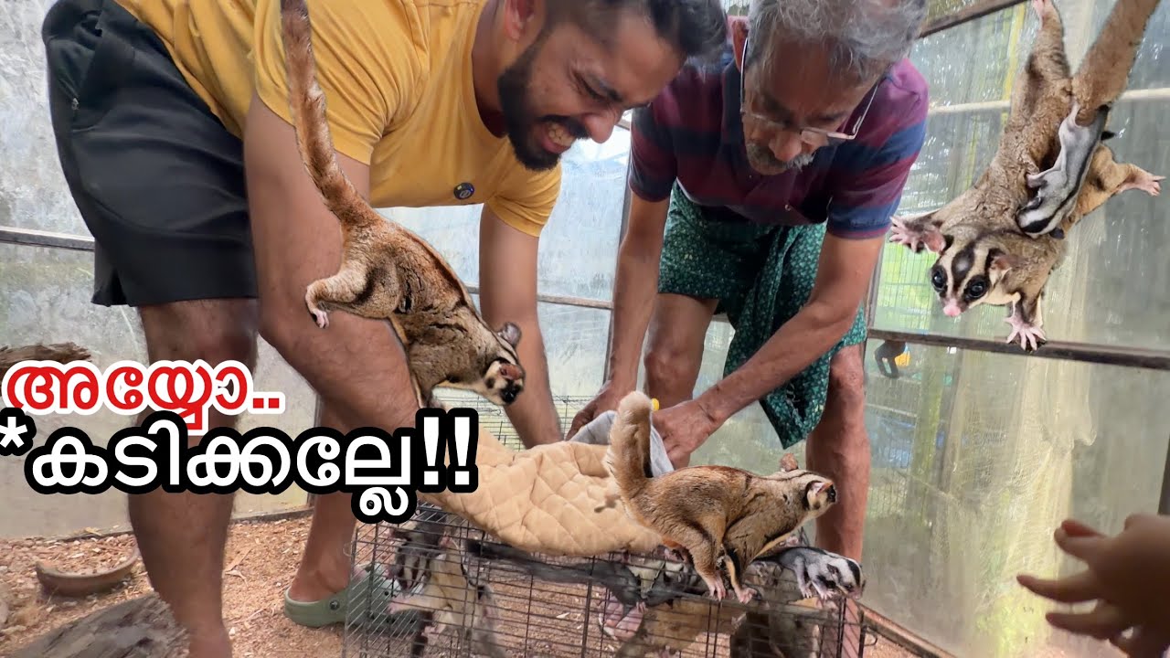 Why are you holding everything!! | Sold all my Sugar Gliders BUT WHY?