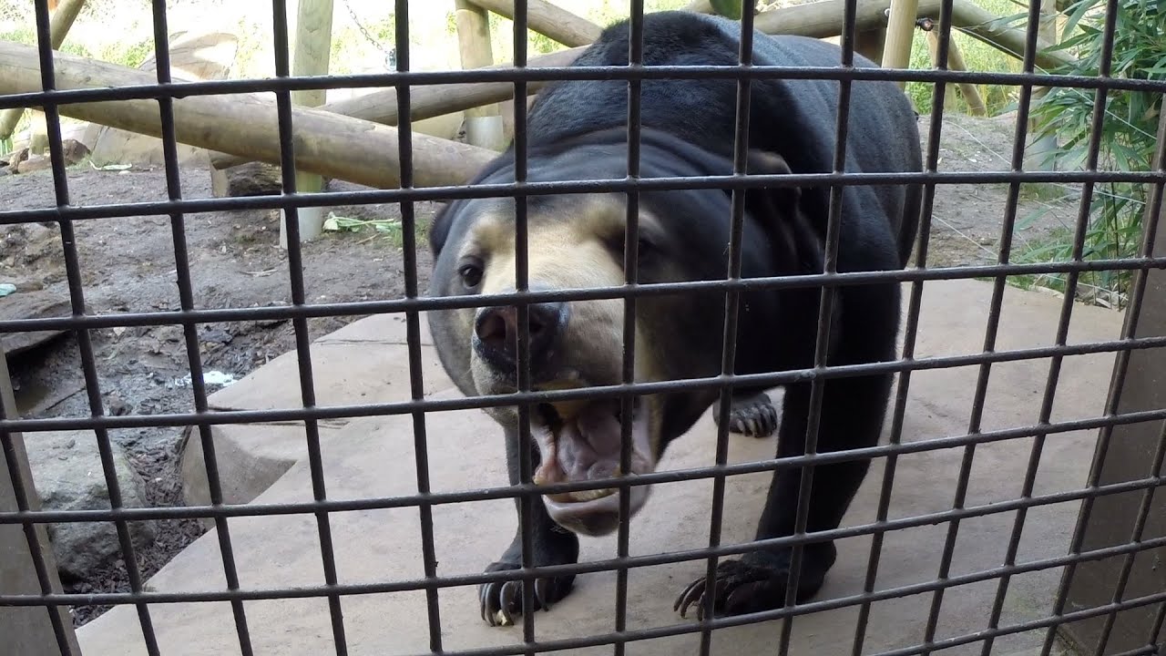 Paul & Lynsey's Zoo Tour #5 Colchester Zoo - SUN BEAR EXPERIENCE