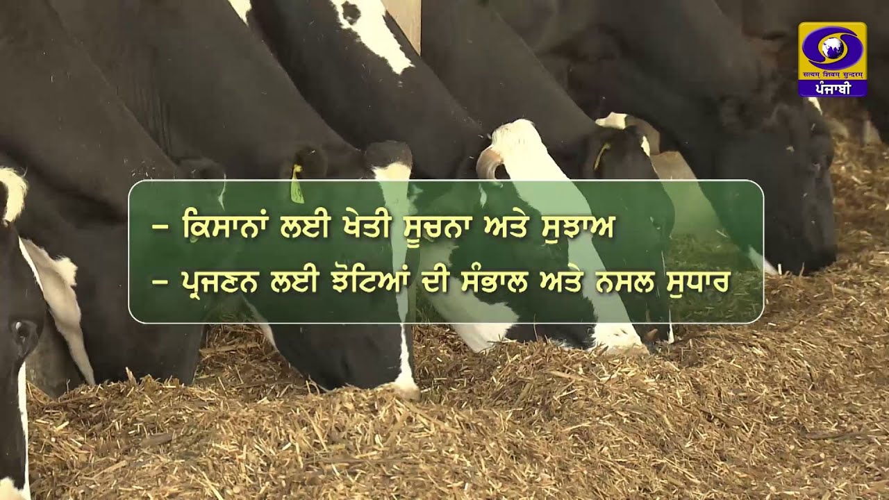 Mera Pind Mere Khet II ਕਿਸਾਨਾਂ ਲਈ ਖੇਤੀ ਸੂਚਨਾ ਅਤੇ ਸੁਝਾਅ II 09 Feb 2026 II DD Punjabi II