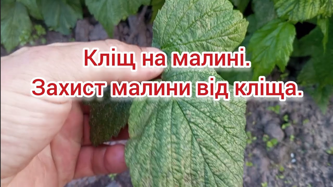 Кліщ на МАЛИНІ. Як позбавитись кліща на малині. Обробка від кліща, трипса та інших шкідники.