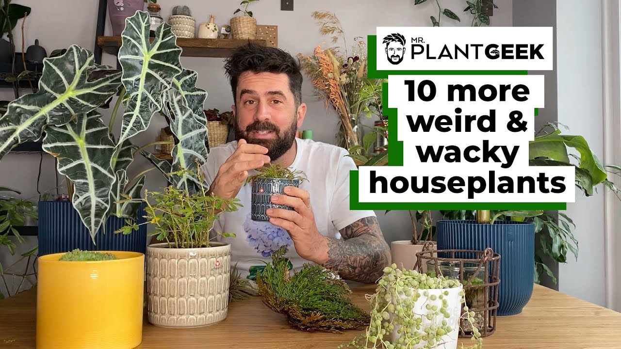 10 MORE Weird & Wacky Houseplants