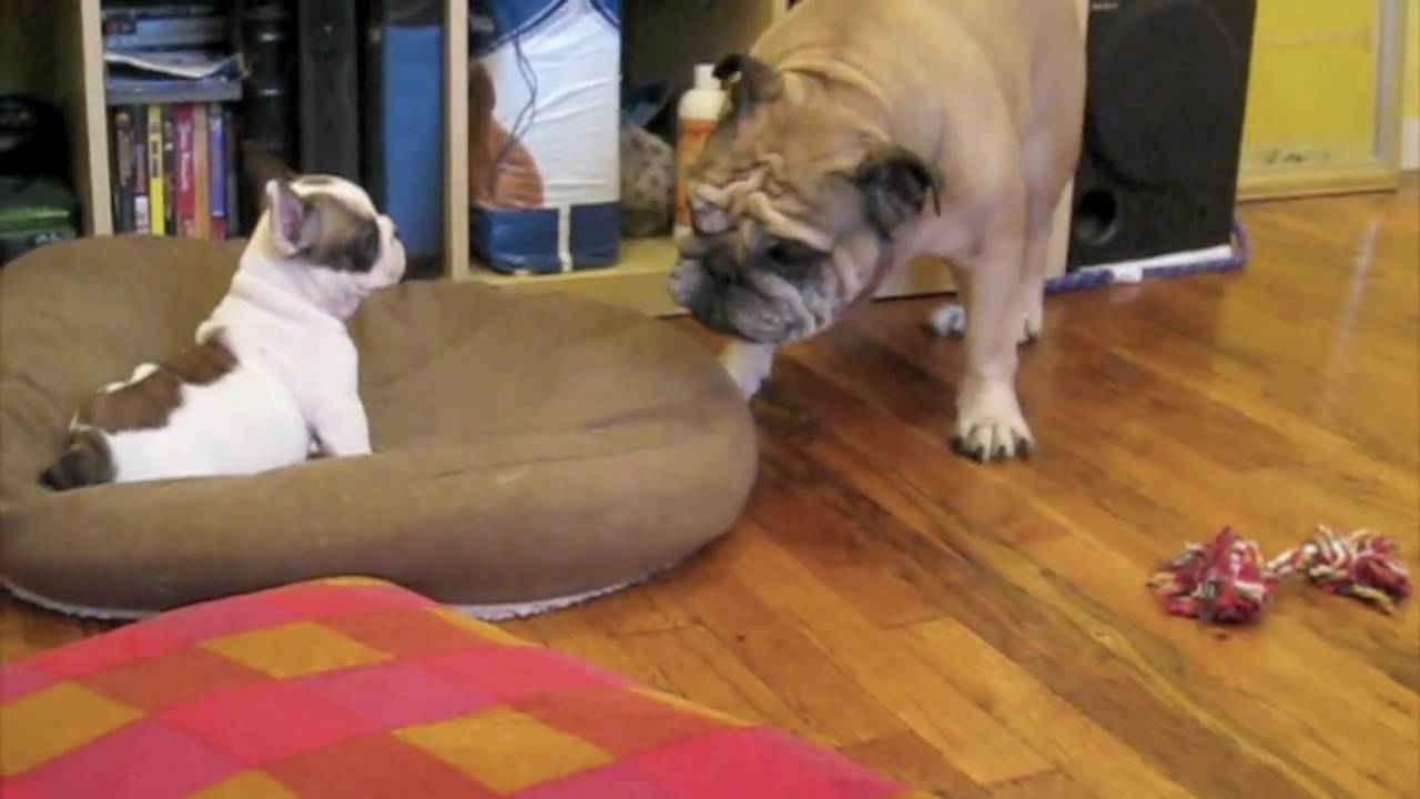 Puffy Pooferson the French Bulldog Puppy, 11 weeks old, and Rocky the English Bulldog
