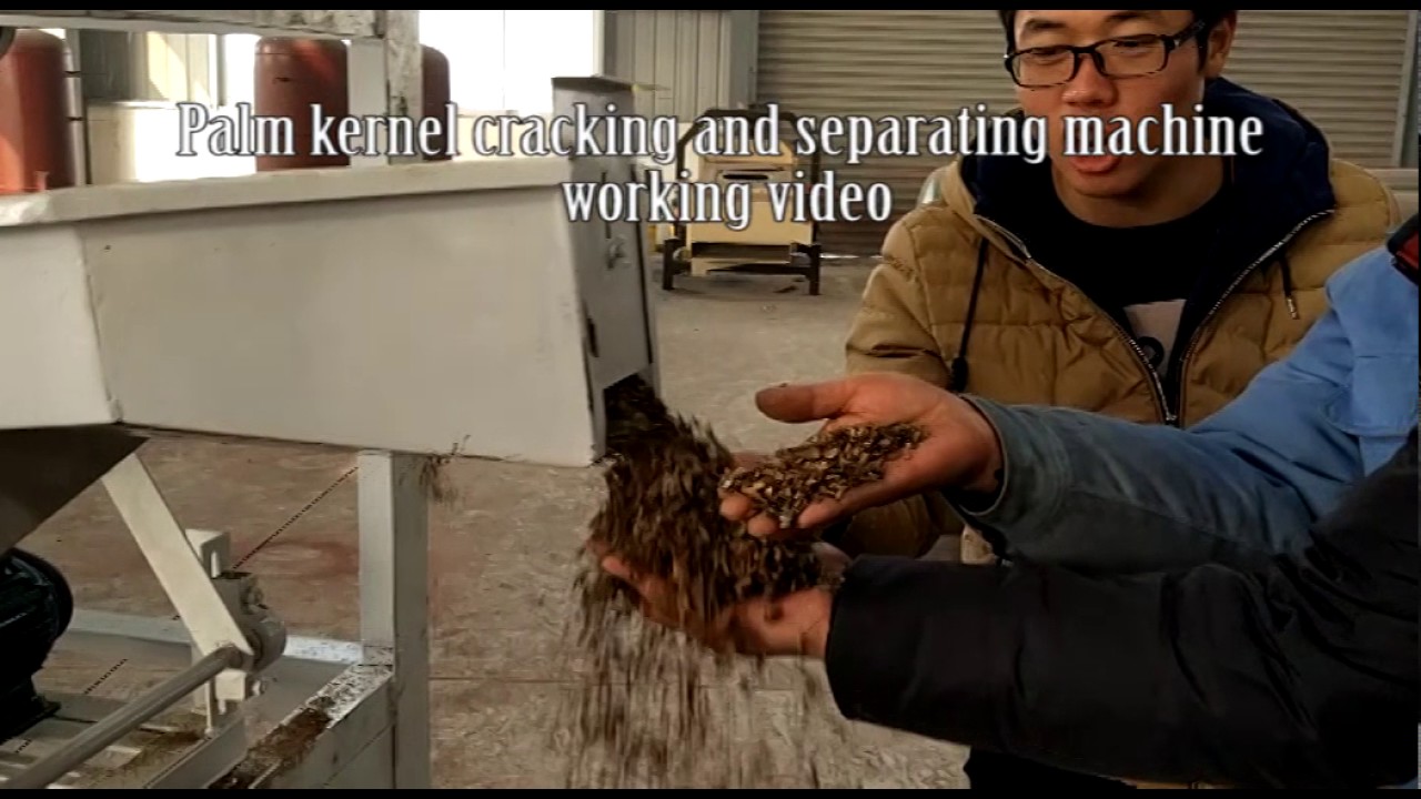 Palm kernel expeller extract palm kernel oil from palm kernel