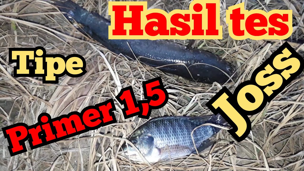 Setrum ikan tipe primer, tes hasil lumayan