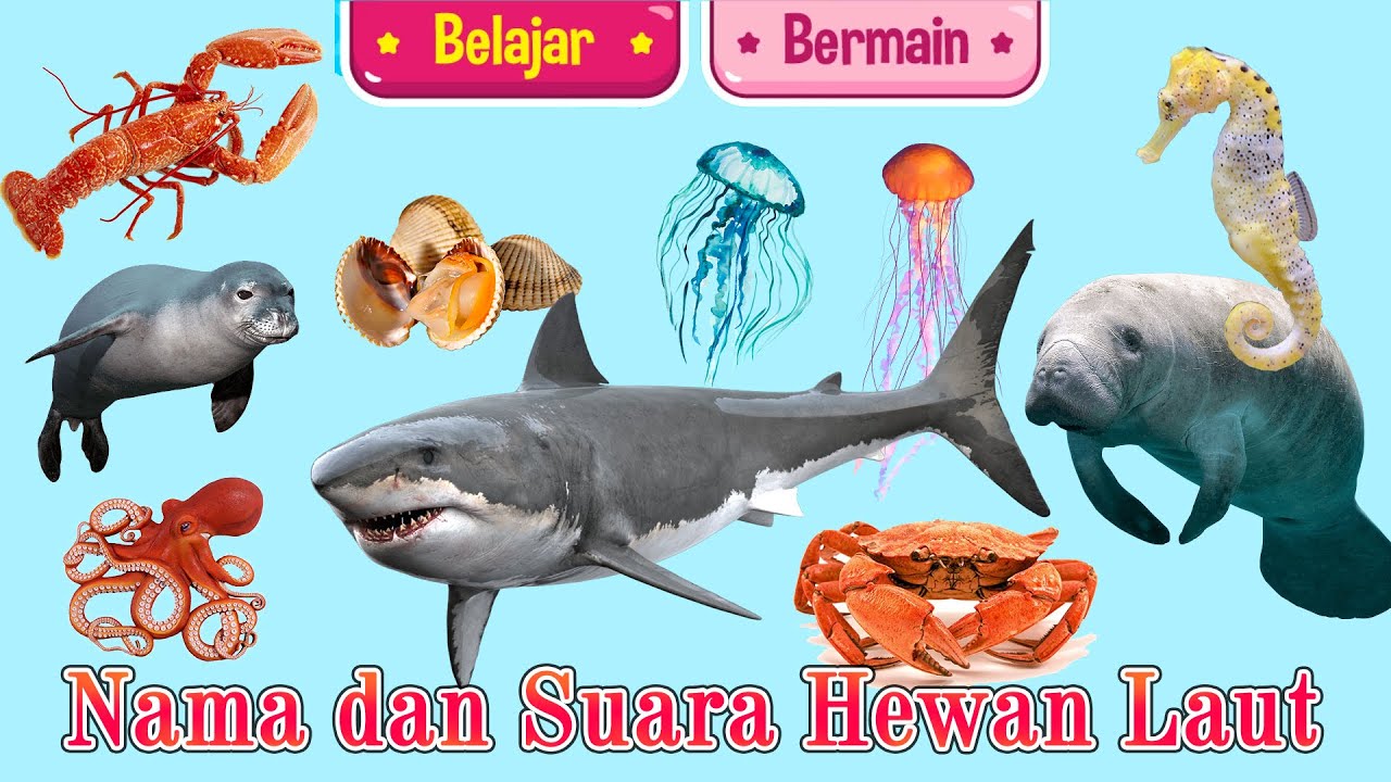 Nama dan Suara Hewan di LAUT | Belajar Nama Binatang