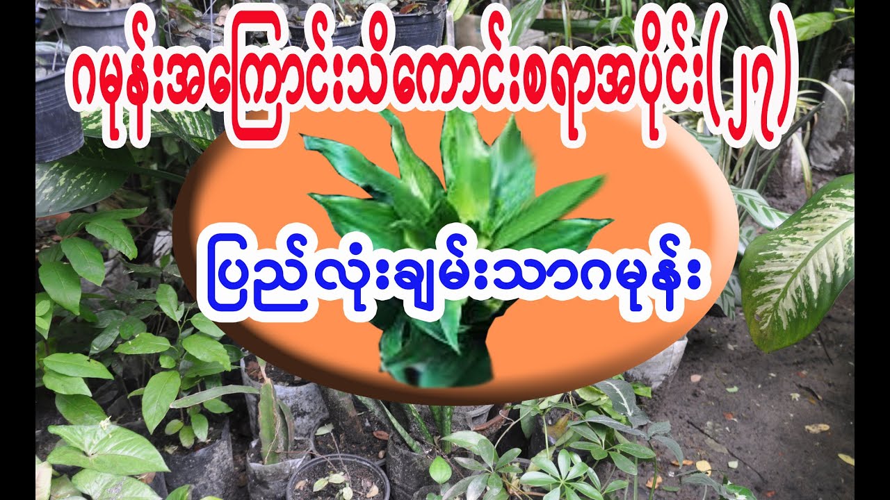 ဂမုန်းအကြောင်းသိကောင်းစရာအပိုင်း(၂၇) ပြည်လုံးချမ်းသာဂမုန်းပင်