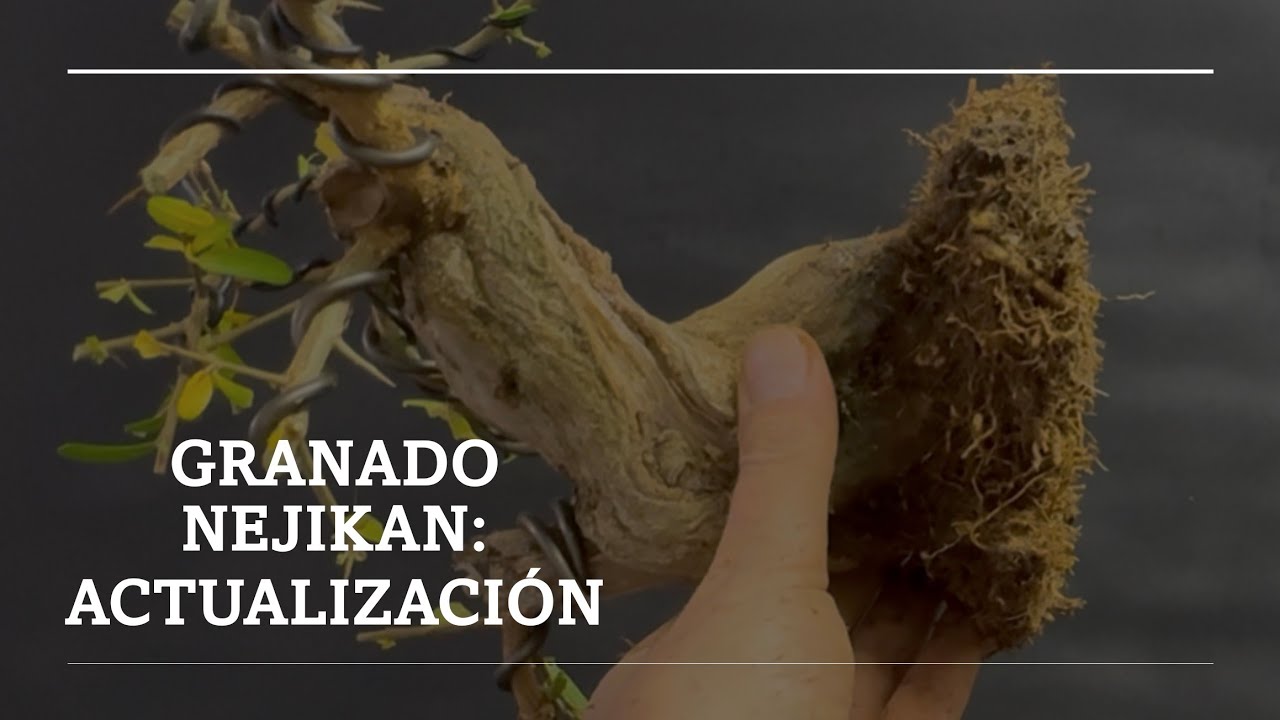 GRANADO NEJIKAN: ACTUALIZACIÓN