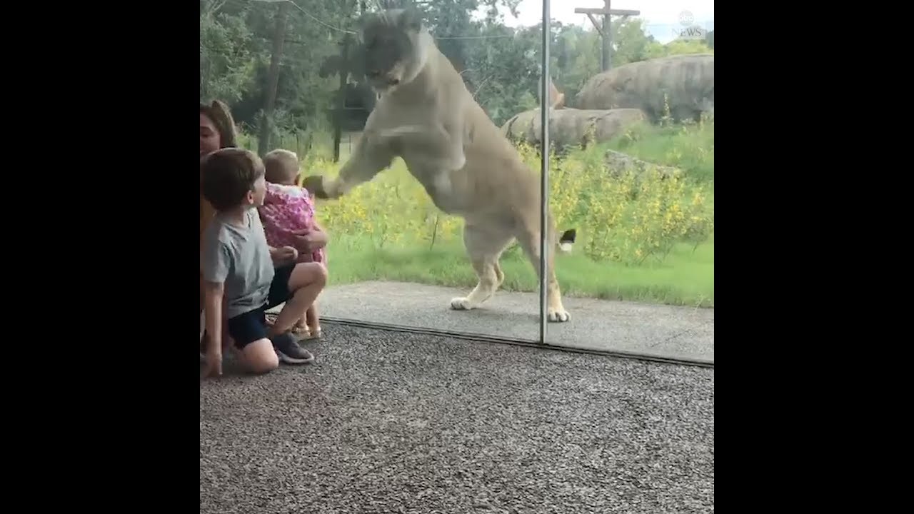 Lion tries to pounce on kids at zoo | ABC News