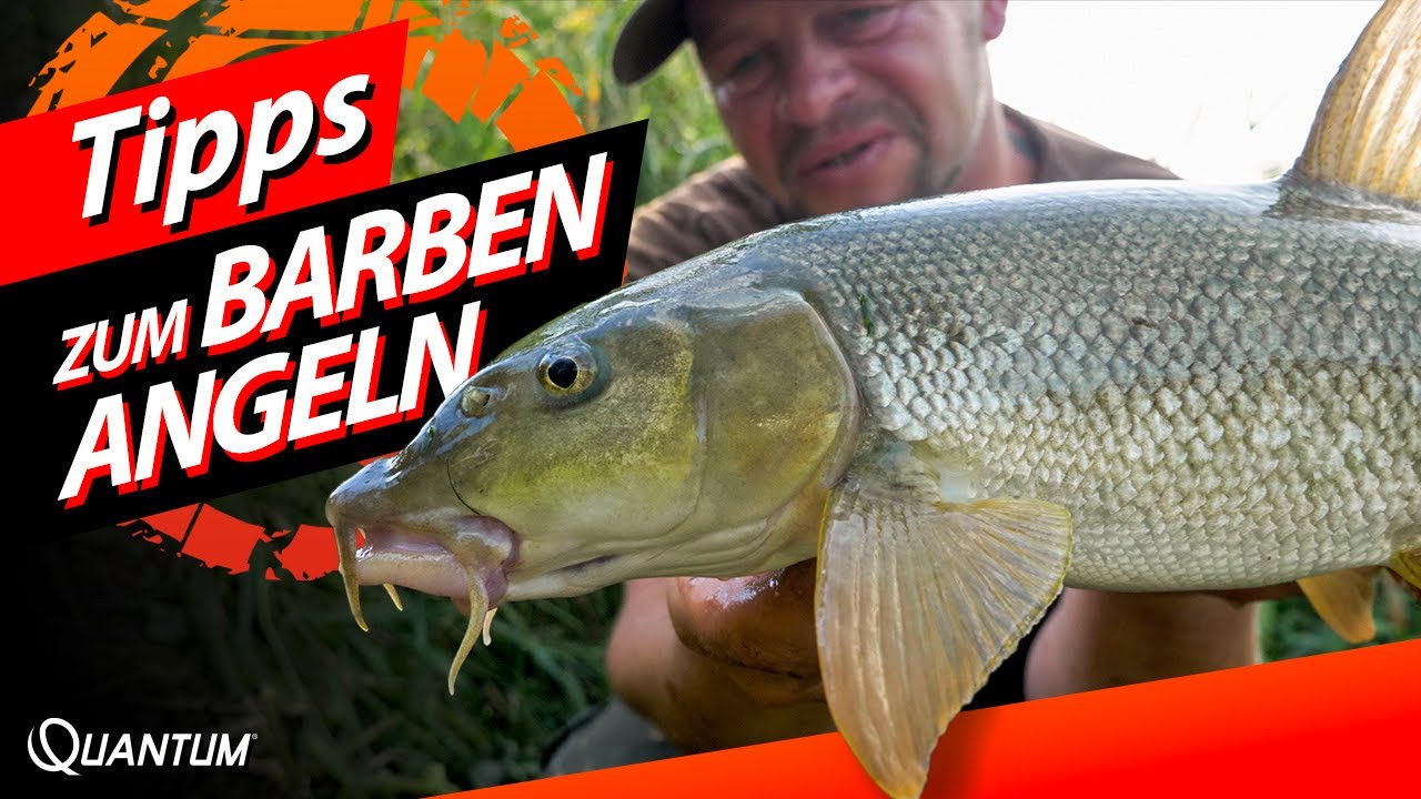 Barben angeln im Fluss bei schwierigen Bedingungen - Montage & Köder (Käse ;-)
