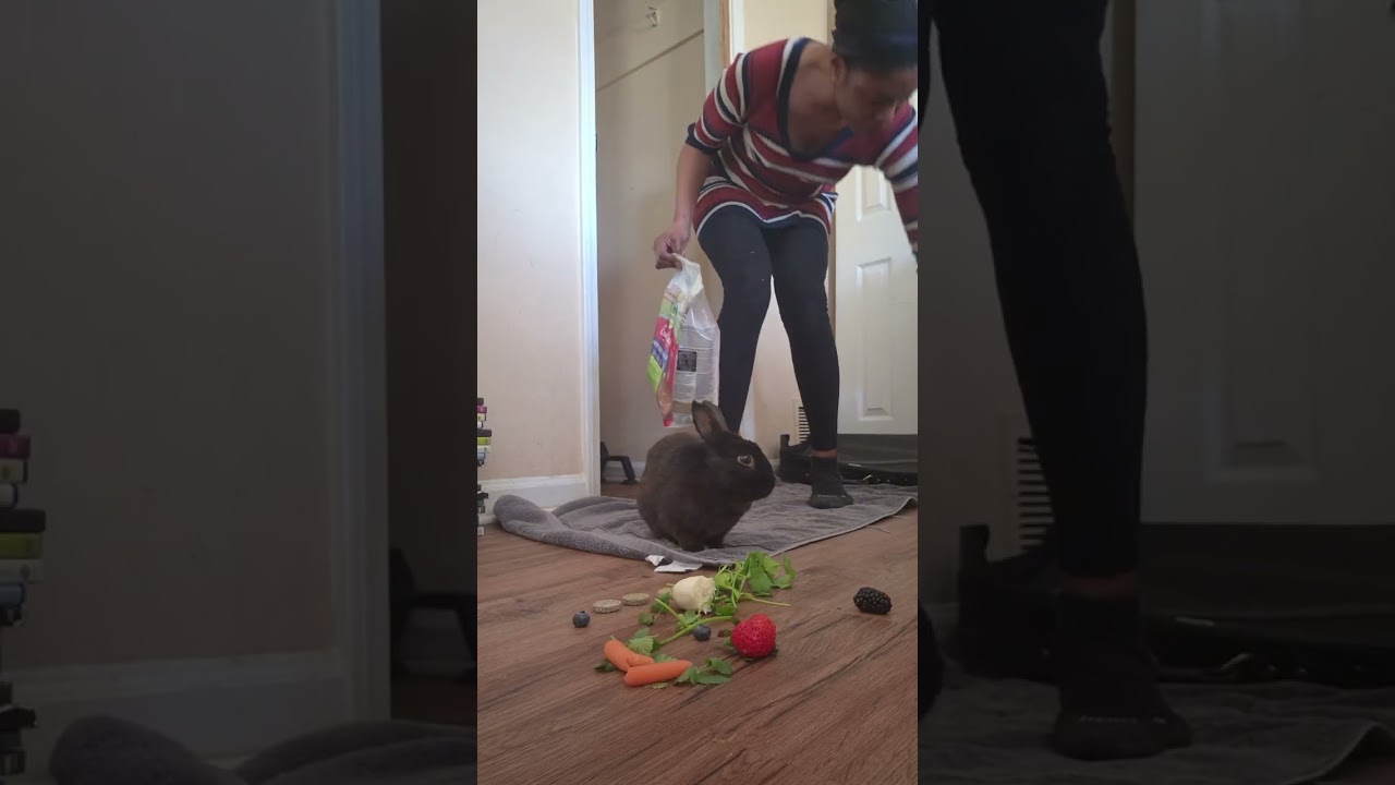 Demon master receives his fruit snacks and herbs as well as his healthy oxbow feed. #bunny 