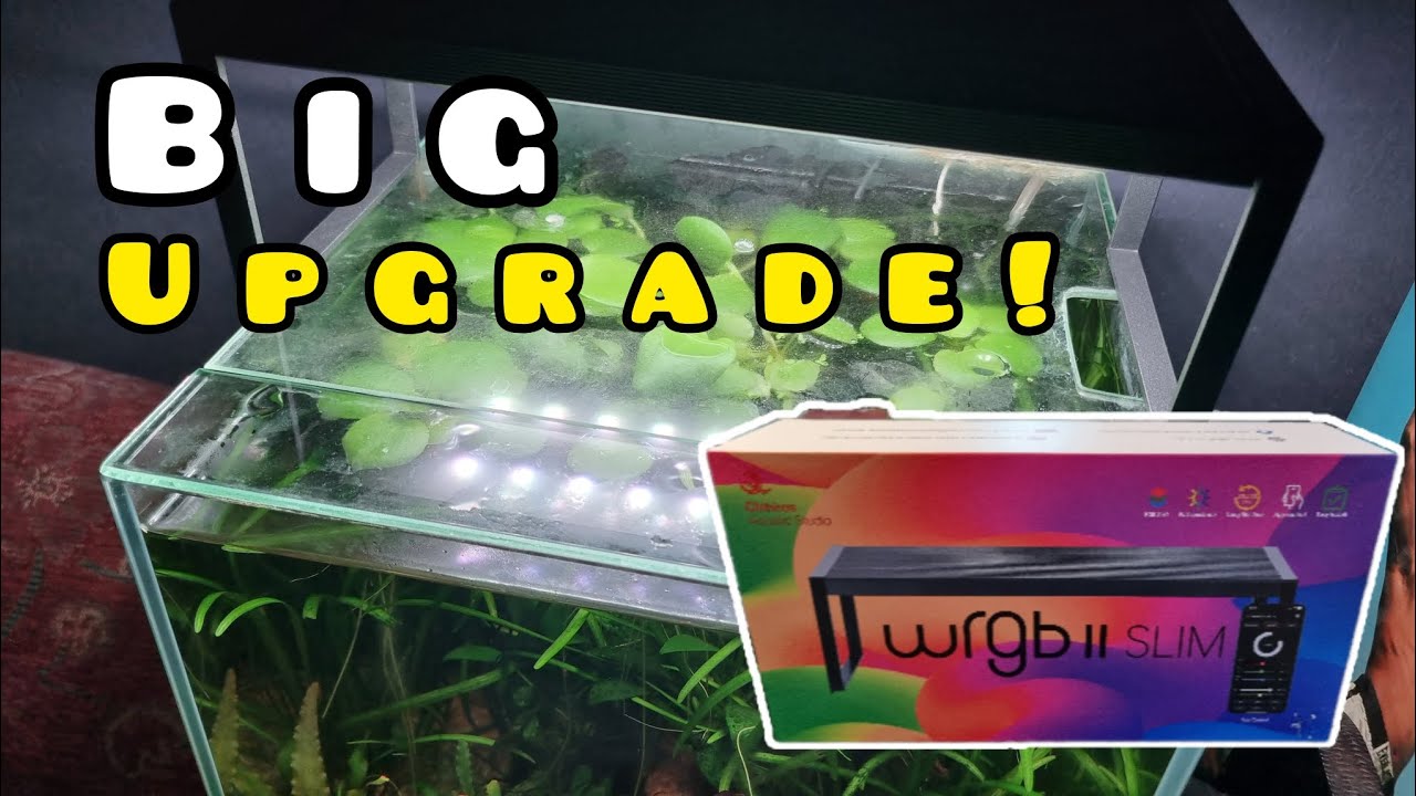 Best Aquarium Light I have EVER owned - Unsponsored Review of CHIHIROS WRGB II SLIM