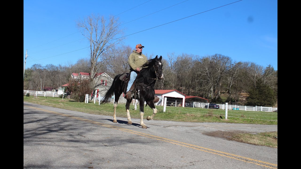 Baron Spotted Saddle Trail Gelding for Sale at McNatt Farms