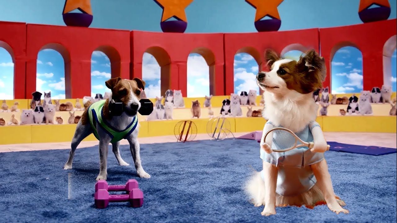 Funny Dogs Sports And Playing Compilation