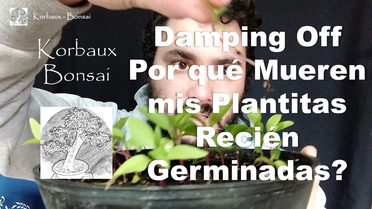 Damping Off. Por qué Mueren mis Plantitas Recién Germinadas?