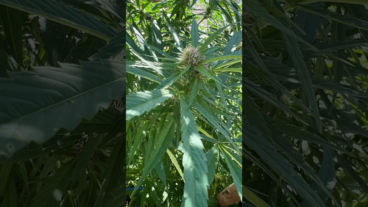 ##Pink Kush Blooming steady# kushempeng#